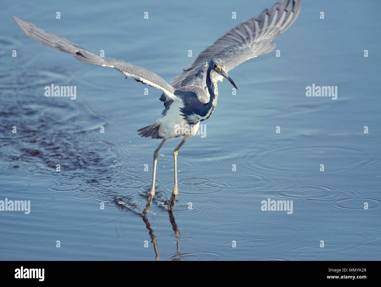 Tri-Colored Heron Angeln im Flug Stockfoto