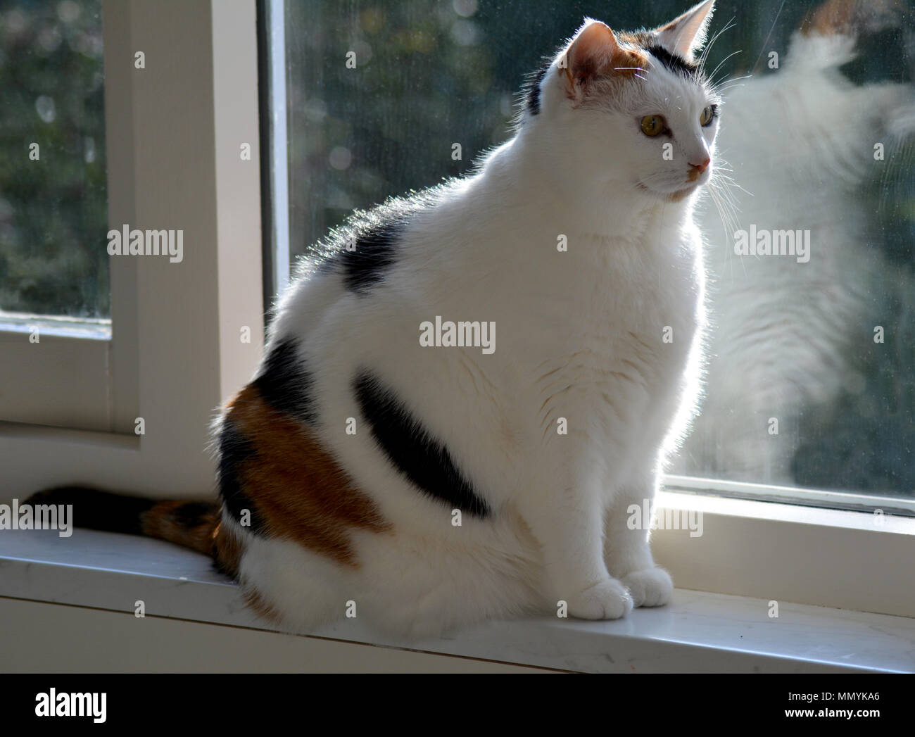 Süße Katze. Schildpatt-weiße Katze. Lapjeskat. Stockfoto