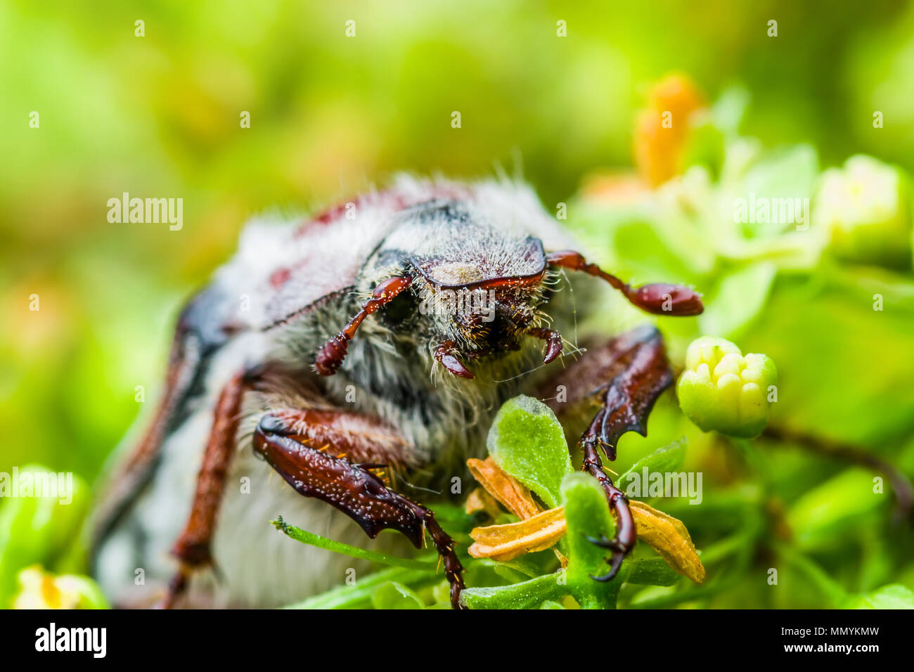 Maikäfer Melolontha kann Beetle Bug Insekt Makro Stockfoto
