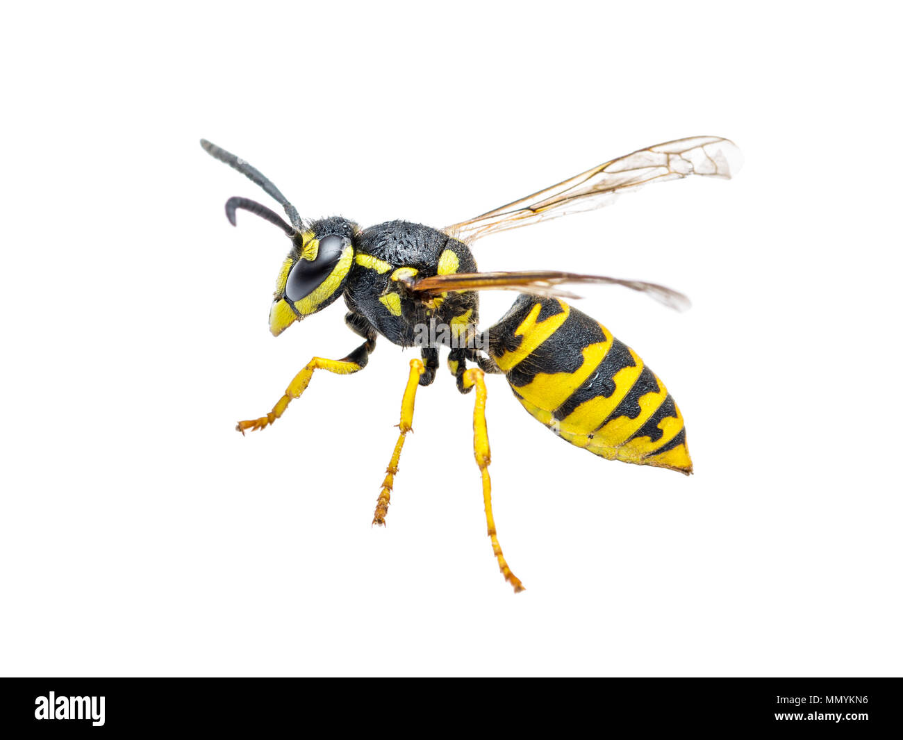Gelbe Jacke Wespe Insekt isoliert auf weißem Stockfoto