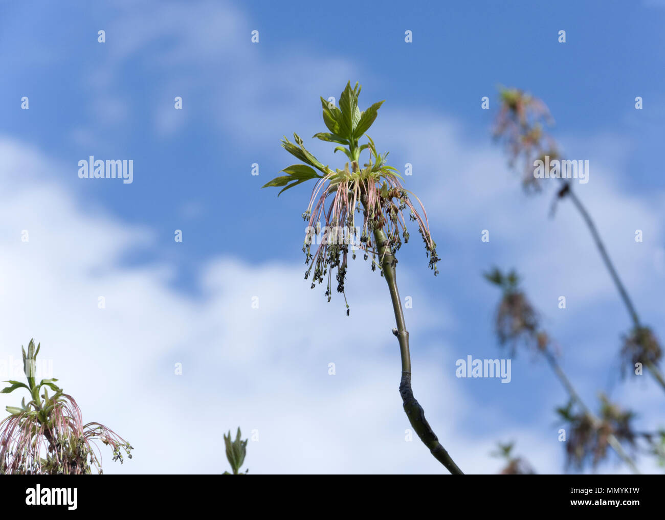 Box Elder oder Boxelder Baum, Acer freemanii x männlichen Blüte Stockfoto