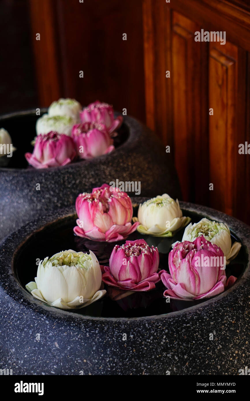 Lotus Blumen schweben in Container Stockfoto