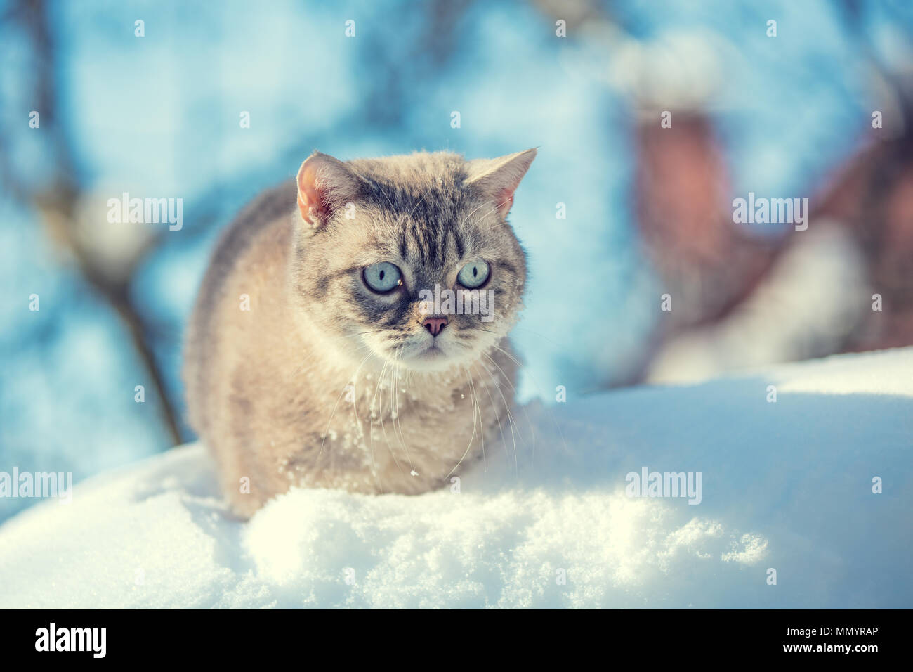 Süße Siam Katze sitzt im tiefen Schnee im Winter Stockfoto