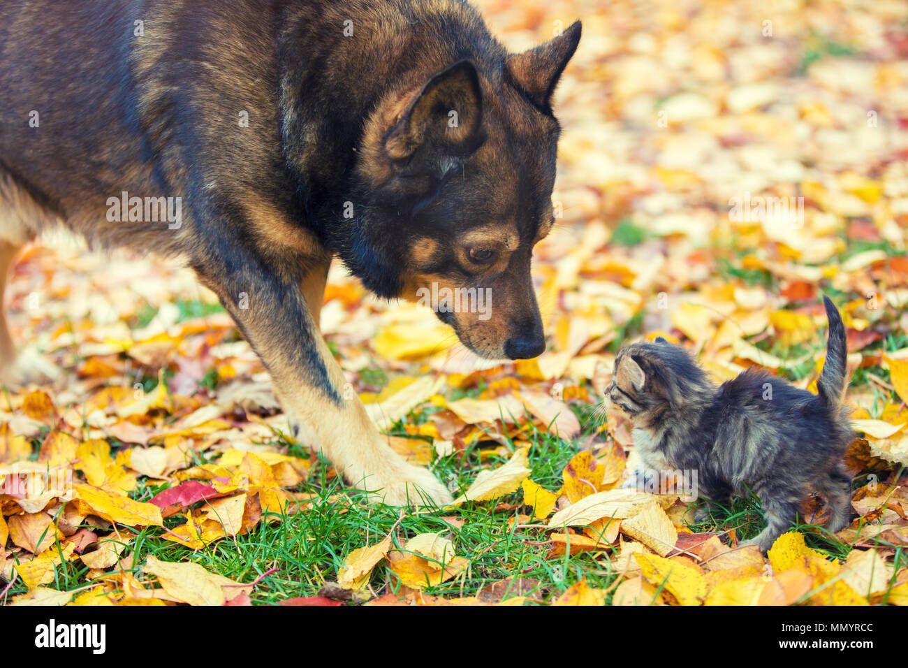 Ein großer Hund und ein kleines Kätzchen sind die besten Freunde, die zusammen im Freien spielen. Im Herbst, sie einander auf dem Gras schnüffeln Stockfoto