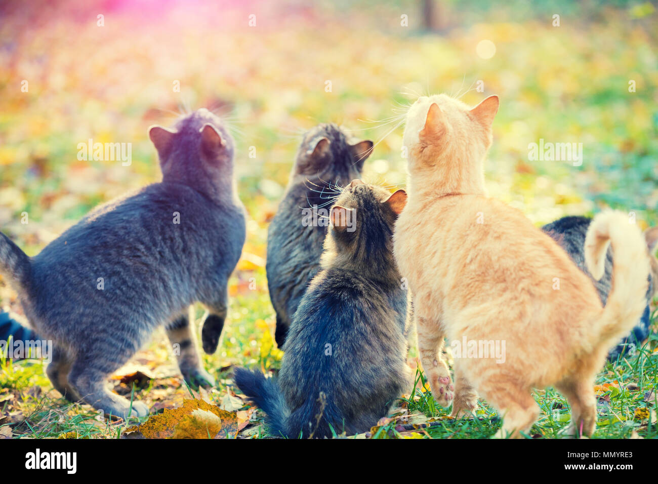 Gruppe von Katzen im Herbst Garten suchen Stockfoto