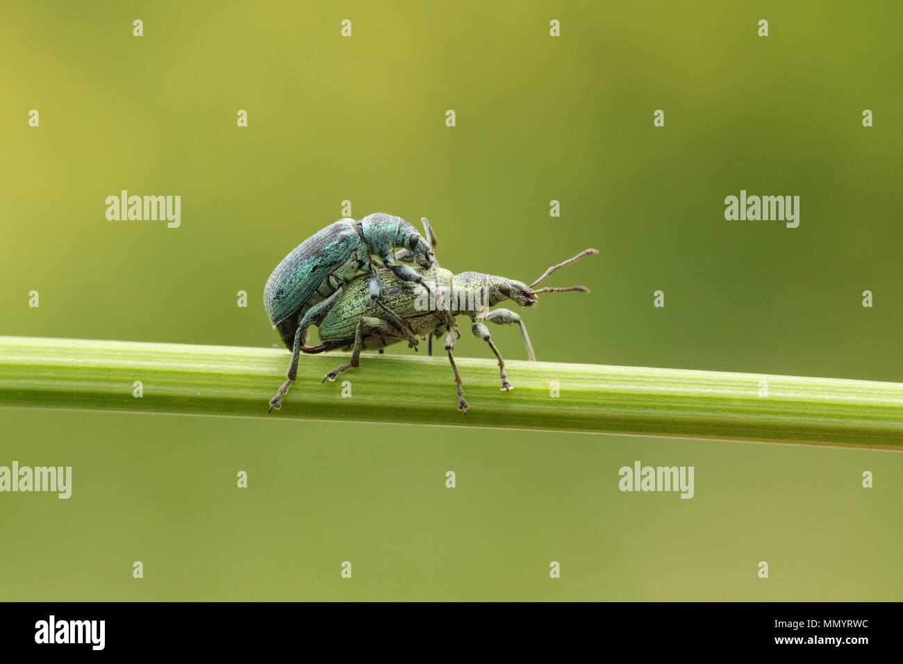 Eine atemberaubende passende Paar Grüne Rüsselkäfer (Polydrusus). Stockfoto