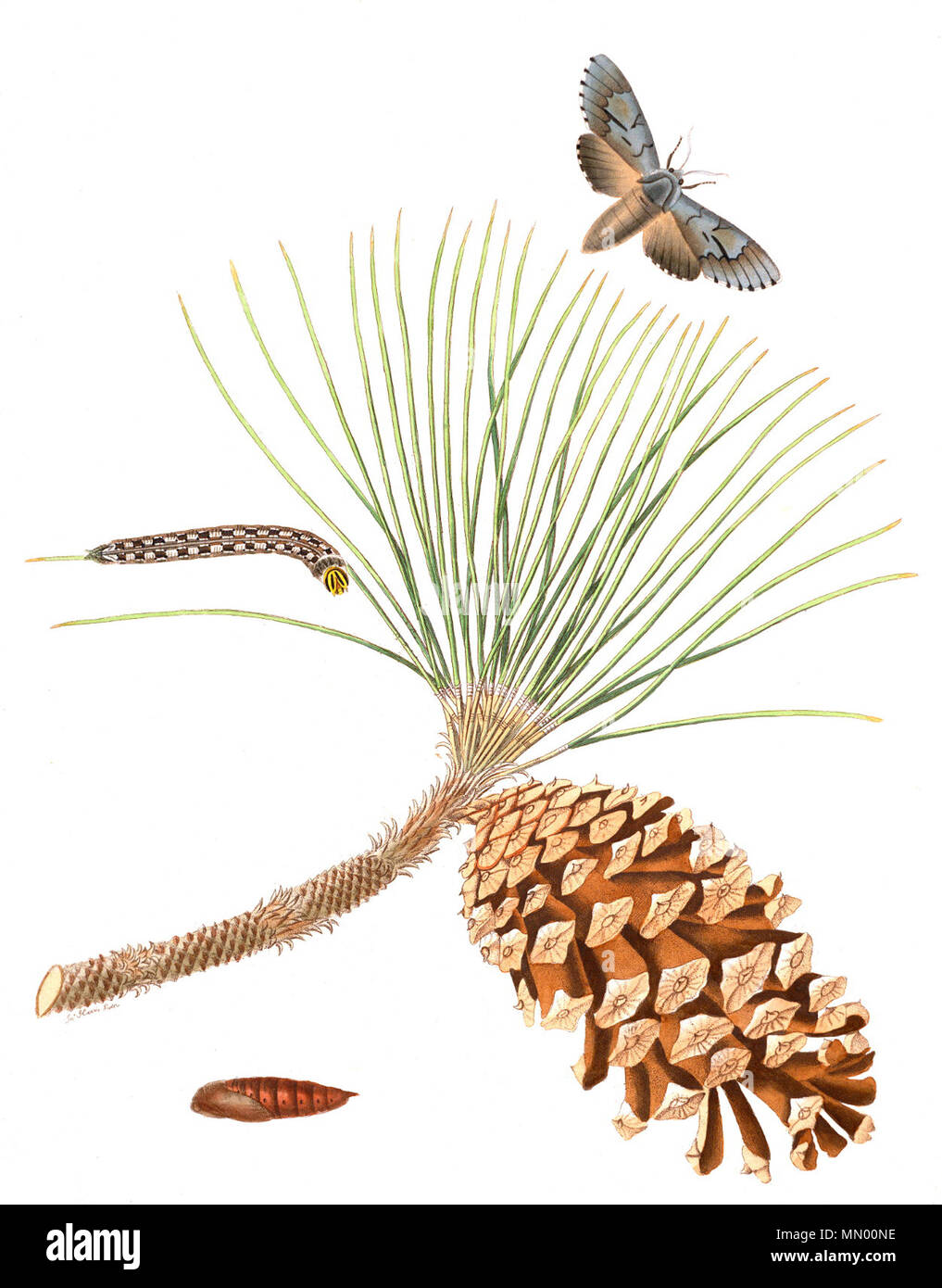 . Kiefer Sphinx, Lapara coniferarum und Longleaf Kiefer Pinus palustris, Hand - farbige Gravur. 1797. Smith, James Edward, Sir, 1759-1828 (Text), Abt, John, 1751-1840 (Künstler) Abbotv 1 Tab 042 AA1 Stockfoto