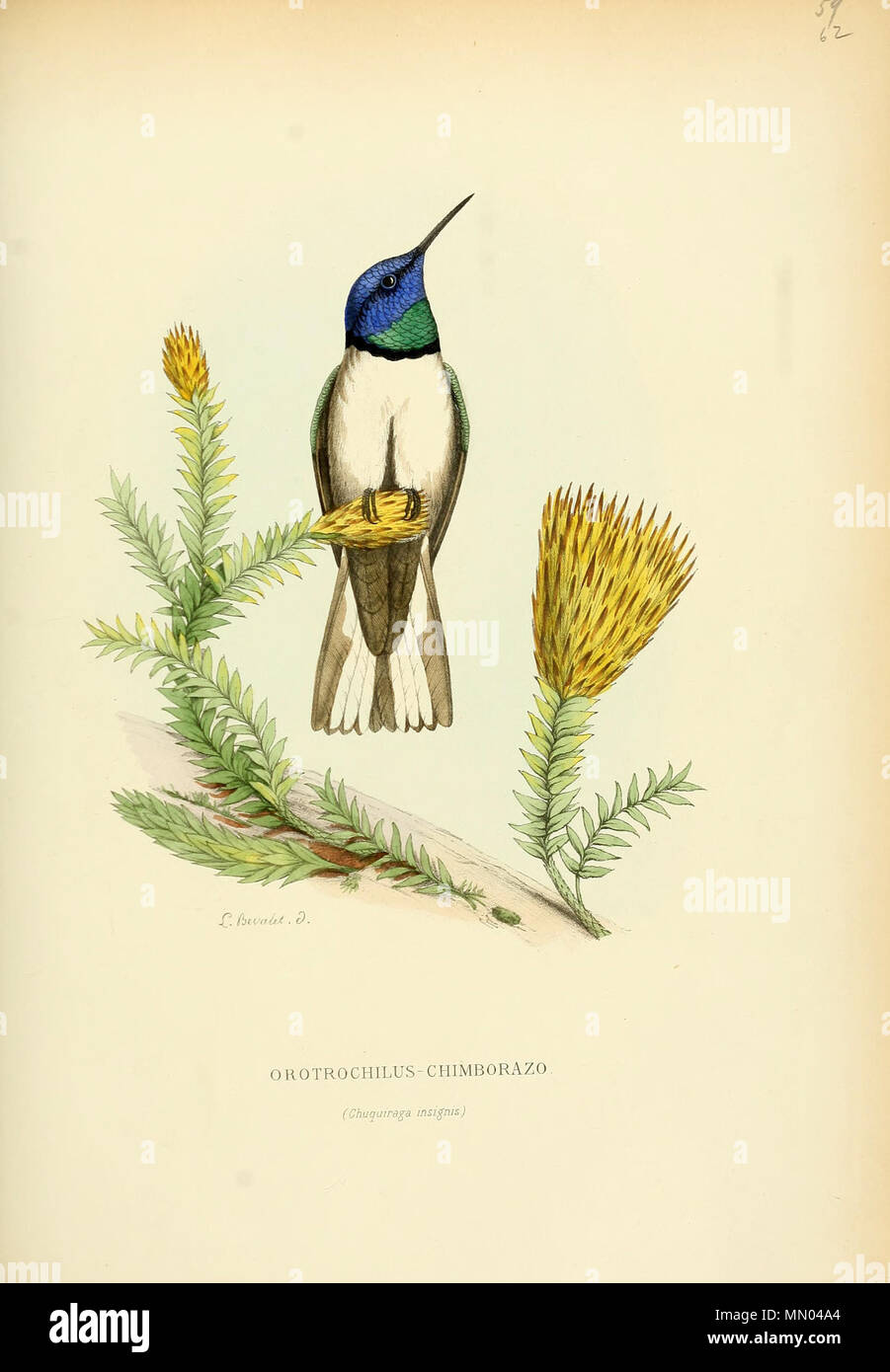 . Orotrochilus Oreotrochilus Chimborazo chimborazo = [1]. 1877. Louis Victor Bevalet (1808-) Histoirenaturel 04 muls 0285 Stockfoto