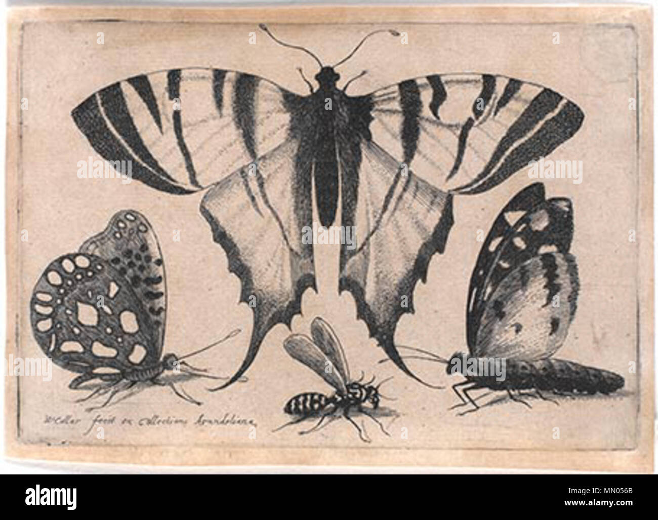 . Čeština: Motýli. Diese Datei fehlt, Informationen zum Autor. Hollar, Vaclav - Motyli Stockfoto