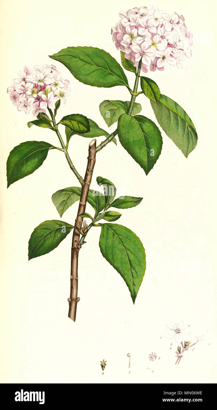 . Hydrangea macrophylla Platte aus Buch Hydrangea macrophylla SmSo Stockfoto