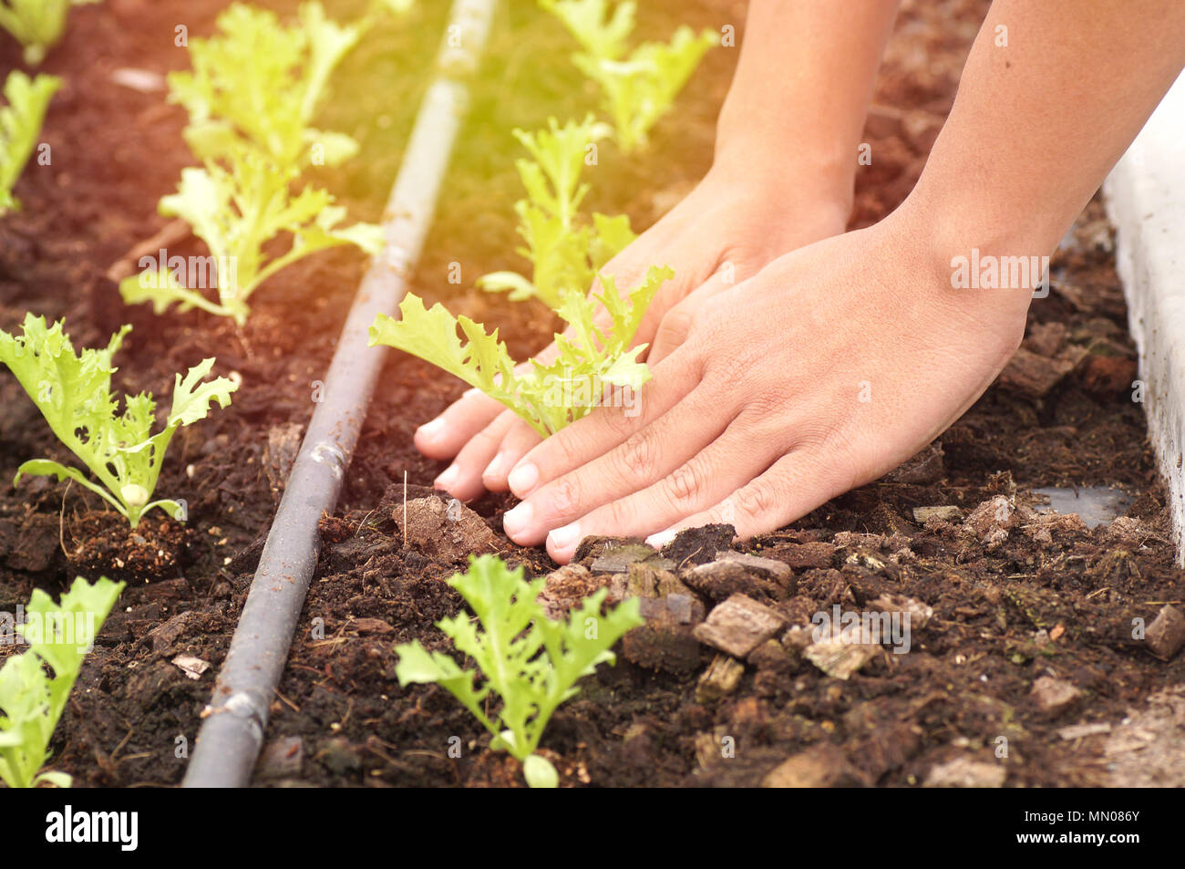 Hand in Hof, Konzept, wie die Liebe und die Welt zu retten Stockfoto