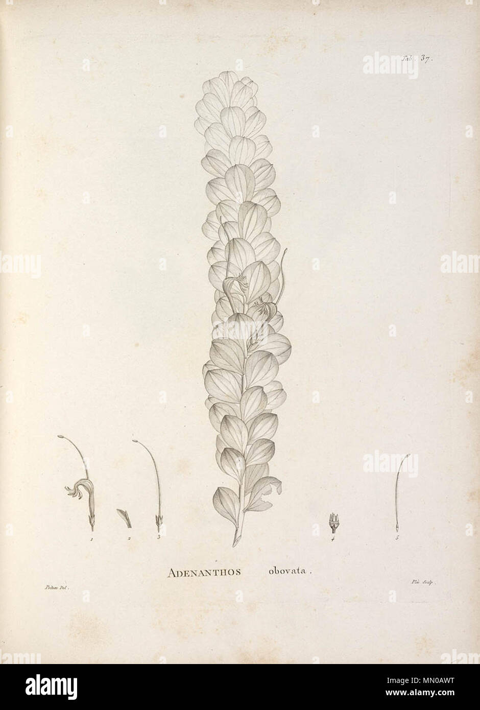 . Adenanthos obovatus Labill. Englisch: Eine Botanische Illustration der Korb Blume-Tab 37 von Novae Hollandiae Plantarum Muster. 1806. Von Pierre Antoine Poiteau, gestochen von Auguste Plée Adenanthos obovatus Poiteau gezeichnet Stockfoto