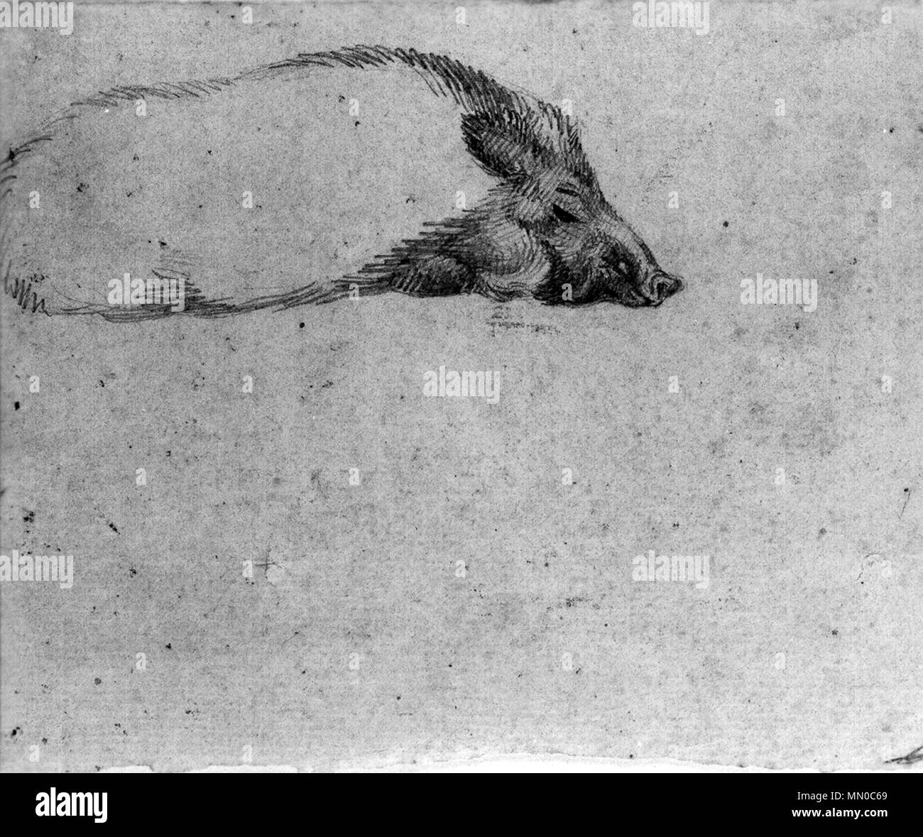37.2338 Antoine-Louis Barye (Französisch, 1796-1875). Von der Schule ein schlafendes Wildschwein", aus dem 19. Jahrhundert. Graphit auf Sahne, mäßig dick, leicht strukturierte Bütten. Walters Art Museum (37.2338): Museum erwerben, 1949. Antoine-Louis Barye - Studie eines Schlafenden Wildschwein - Walters 372338 Stockfoto 37.2338 Antoine-Louis Barye (Französisch, 1796-1875). Von der Schule ein schlafendes Wildschwein", aus dem 19. Jahrhundert. Graphit auf Sahne, mäßig dick, leicht strukturierte Bütten. Walters Art Museum (37.2338): Museum erwerben, 1949. Antoine-Louis Barye - Studie eines Schlafenden Wildschwein - Walters 372338 Stockfoto