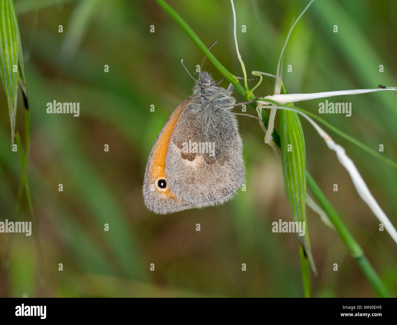 Die Kleine Heide (Coenonympha pamphilus) Stockfoto