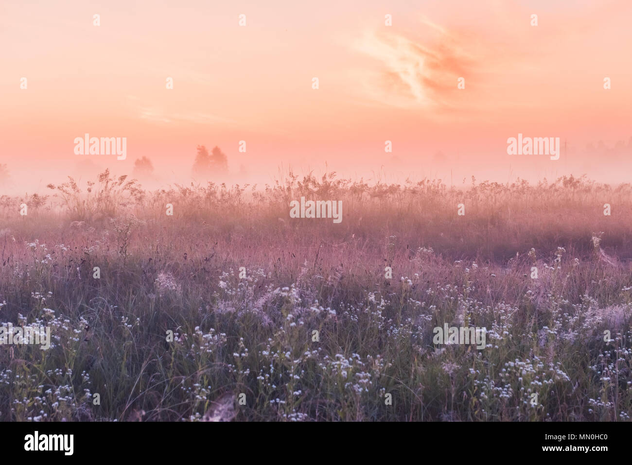 Sommer sonnenaufgang Feld der blühenden Wiese Blumen rosa Stockfoto