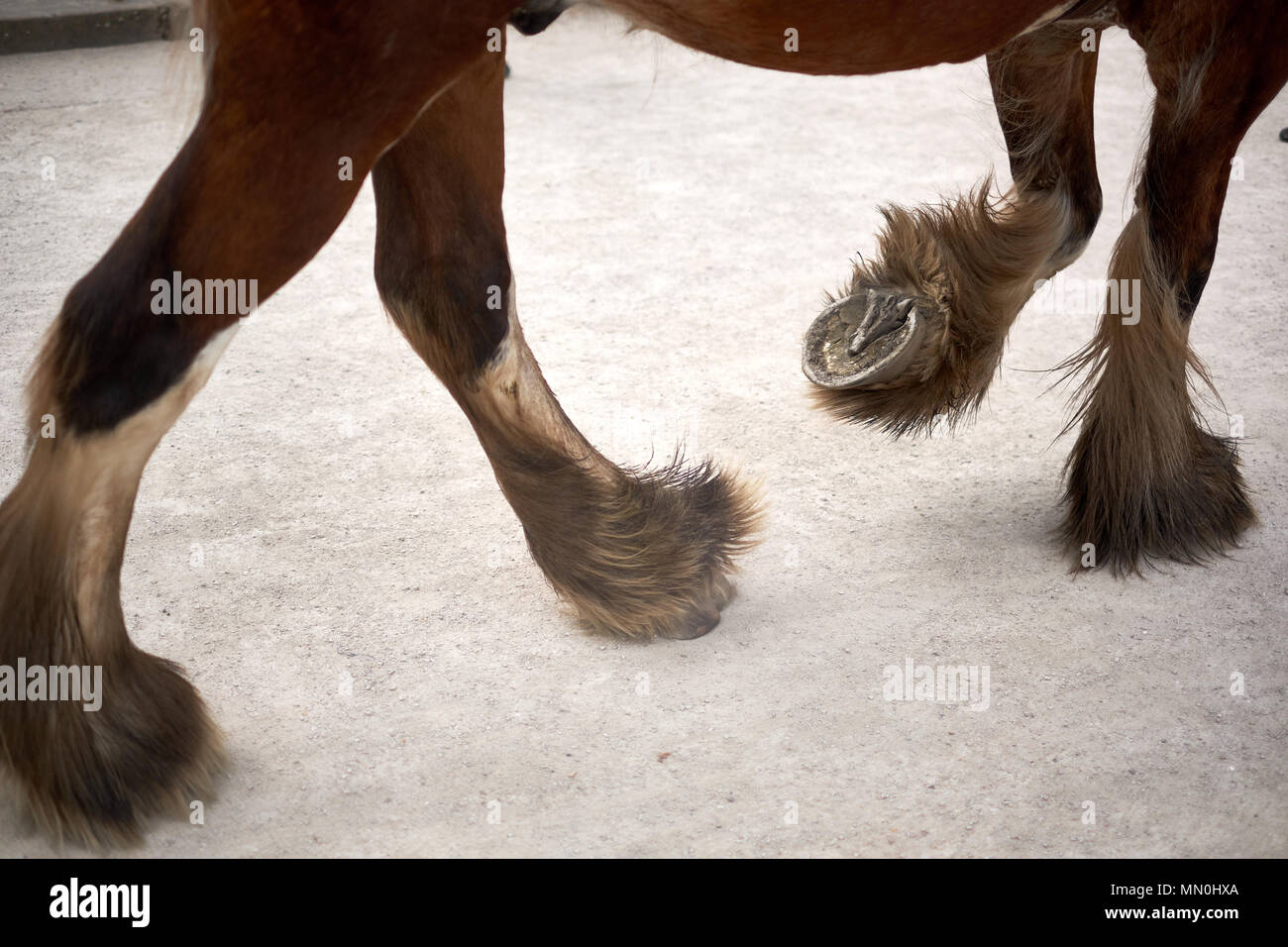 Ein braunes Pferd mit weißen fesseln Spaziergänge Vergangenheit auf trockenen, staubigen Boden mit einem Metall horse shoe Stockfoto