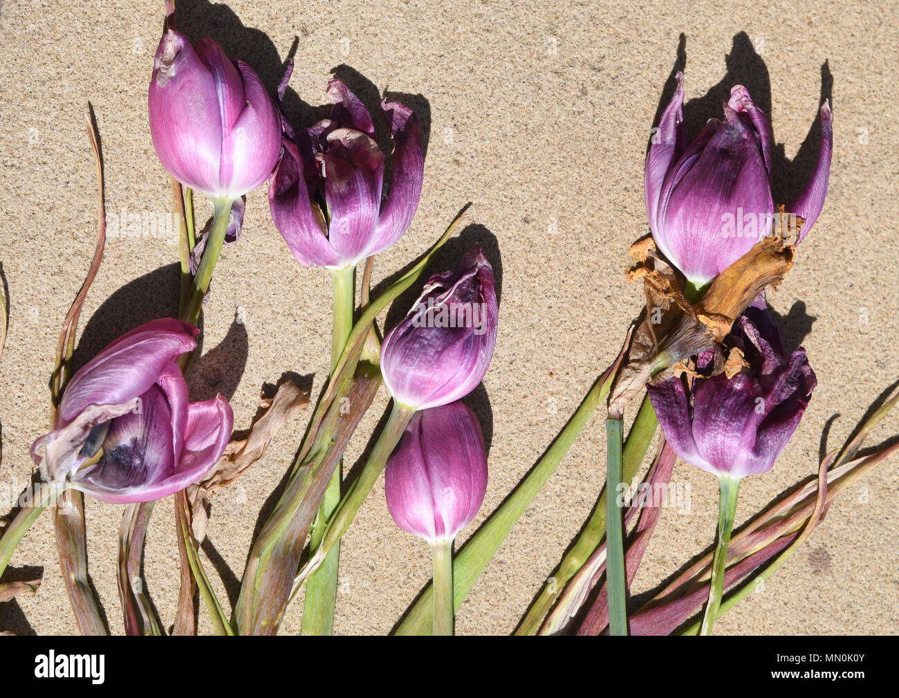 Dead Flowers Stockfoto