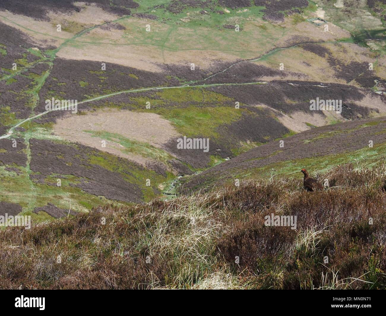 Ein männlicher Moorschneehuhn über dem Tal von stoneycroft Gill, Narbe Felsen, Nationalpark Lake District, Cumbria, Vereinigtes Königreich Stockfoto