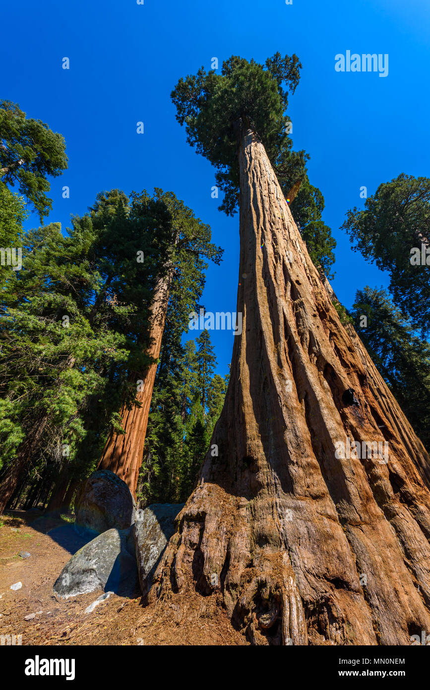 Die schöne Landschaft auf der großen Bäume Trail im Sequoia National Park, wo sind die größten Bäume der Welt, Kalifornien. USA. Stockfoto
