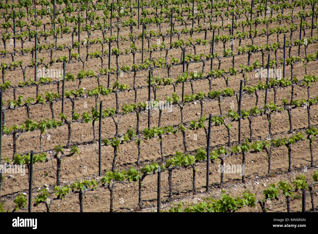 Weinstock stocks am Golf von Saint Tropez, Cote d'Azur, Départements Var, Provence-Alpes-Côte d'Azur, Südfrankreich, Frankreich, Europa Stockfoto