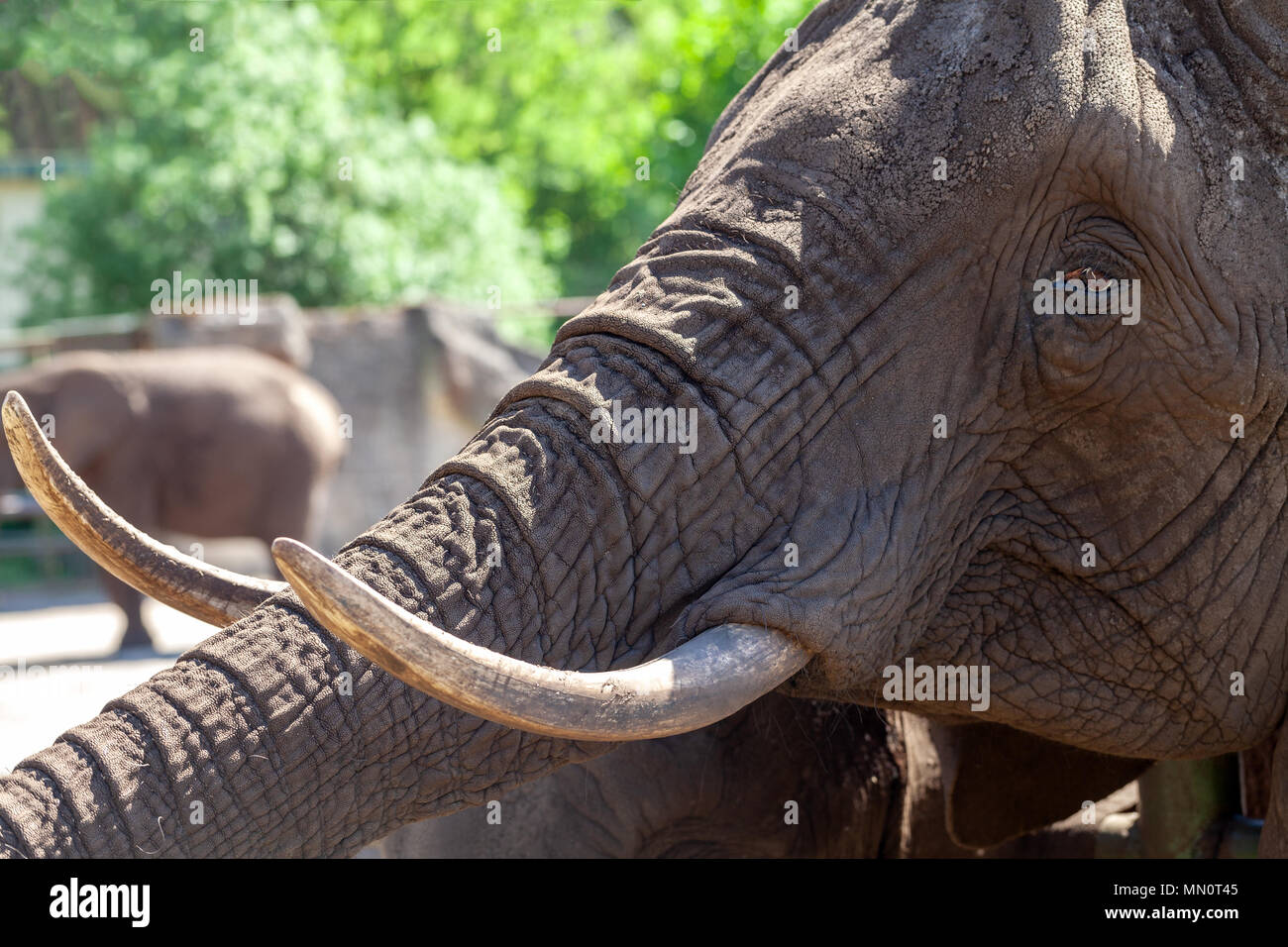 Ein Elephant Head mit langen Stoßzähnen portrait Stockfoto