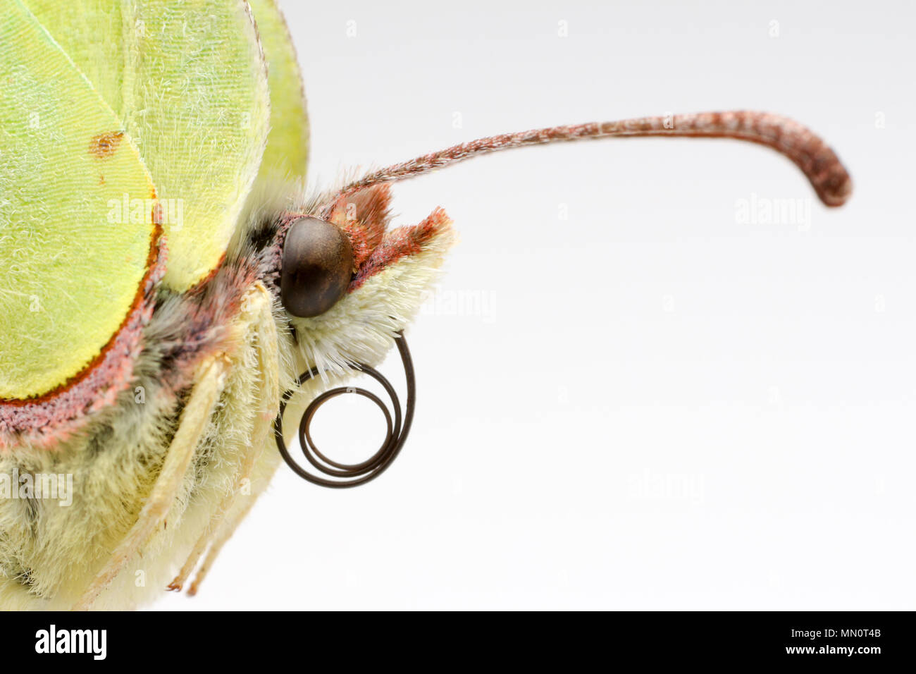 Ein Zitronenfalter, Gonepteryx rhamni, fotografiert in einem Studio auf einem weißen Hintergrund in North Dorset England UK GB. Schwefel ist eines der fi Stockfoto