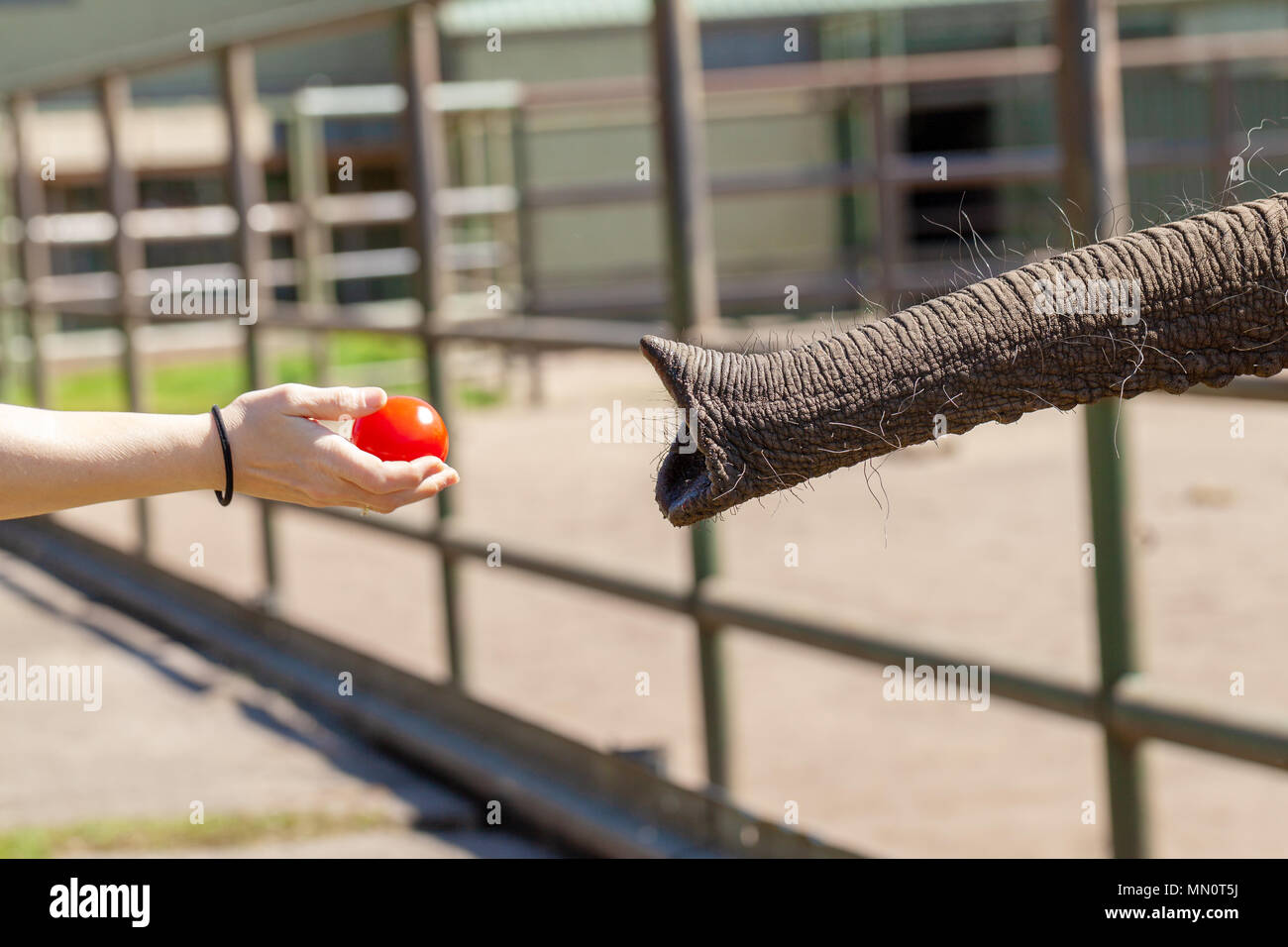 Ein Mensch gibt eine Tomate zu einem Elefanten Stockfoto