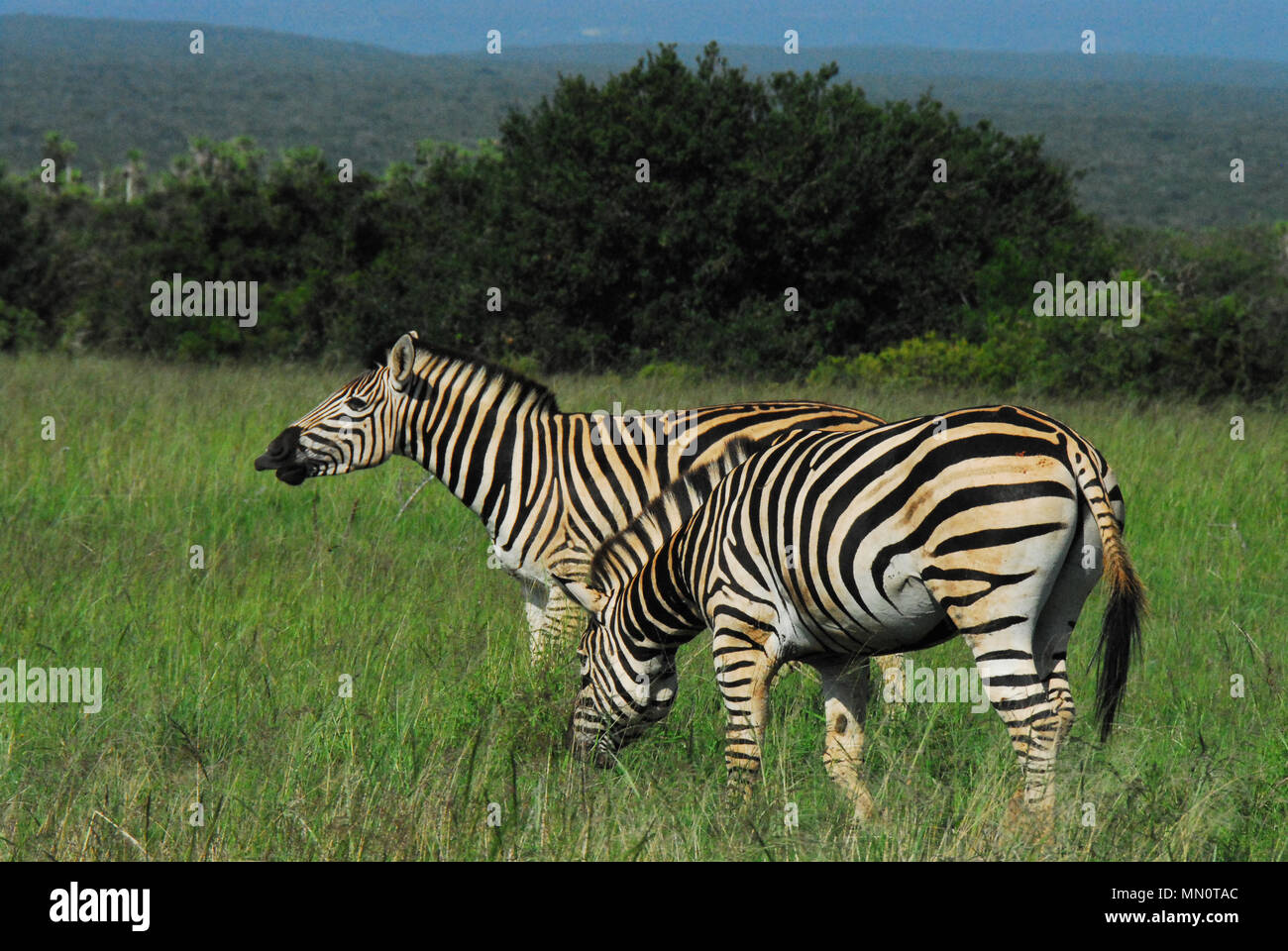 Afrikanische Safari - EIN ungeschminkter Nahschuss von zwei wilden Zebras. Notieren Sie sich die mit der ausgestochenen Lippe. . . niedlich! Stockfoto