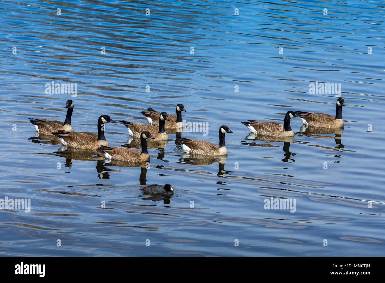Kanada Gänse auf See in O'Kane Park, Lakewood, Colorado, USA. Stockfoto