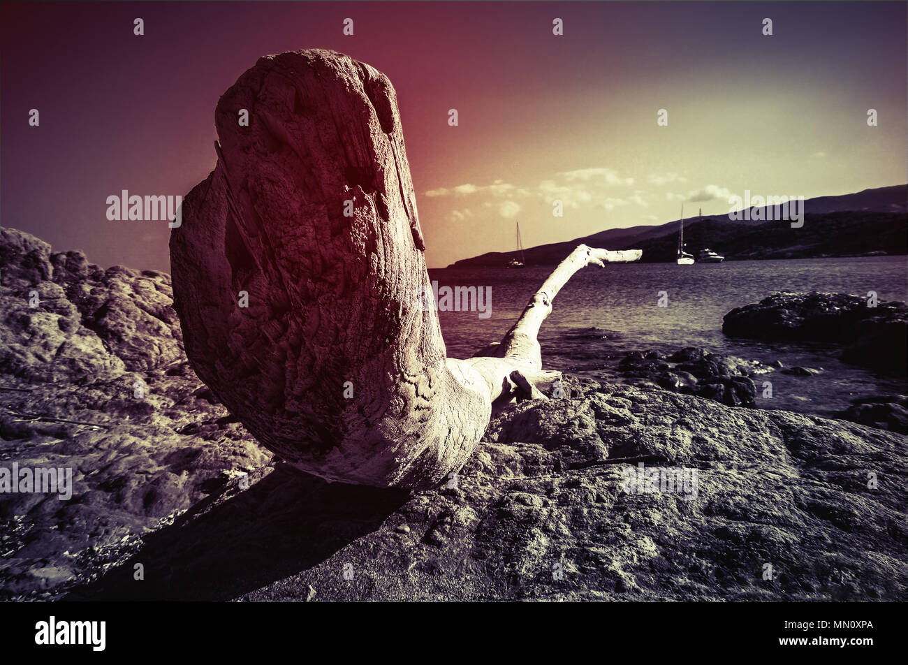 Alten toten Baum auf einem Felsen am Strand liegend auf Korsika. Schwarz und Weiß. Stockfoto