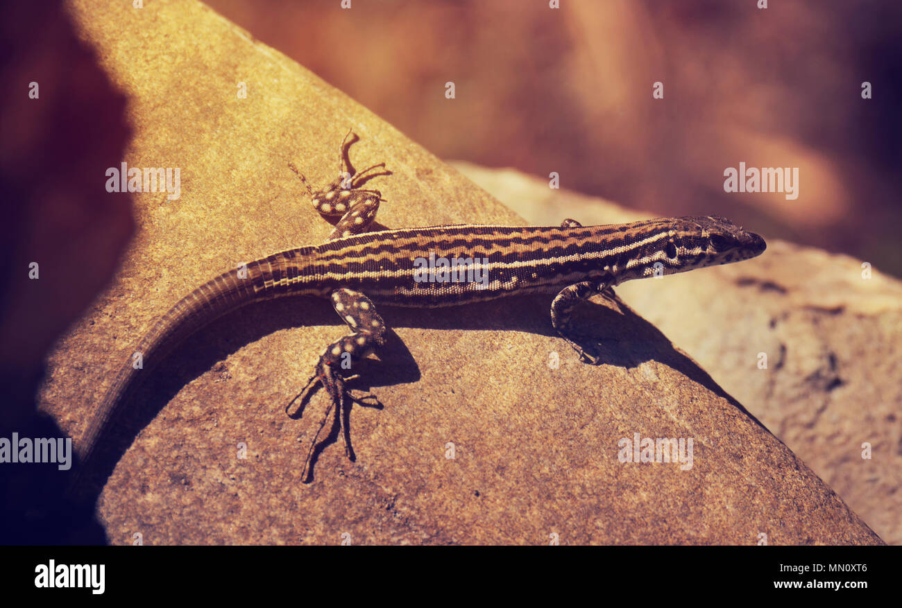 Salamander auf einem Stein unter dann heißen roten Sonnenlicht auf Korsika. Stockfoto