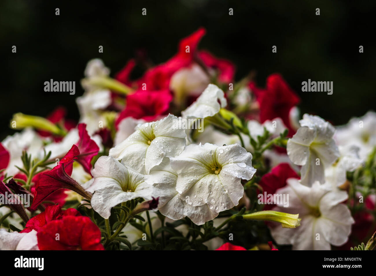 Nasse rote und weiße Petunien close-up gegen den dunklen Hintergrund mit Bokeh Stockfoto