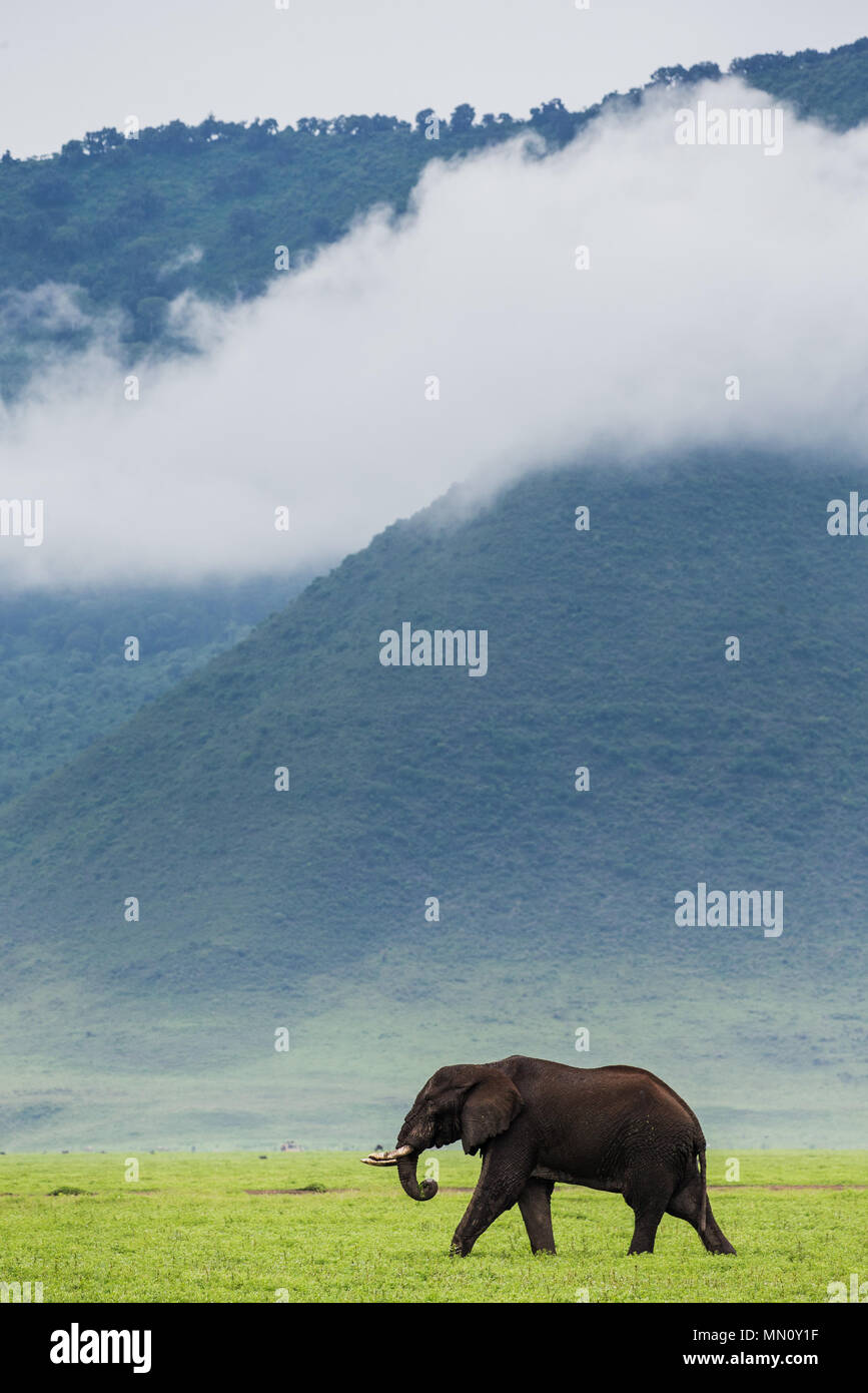 Im Krater Ngorongoro vor dem Hintergrund der Nebel Elefant. Afrika. Tansania. Ngorongoro Nationalpark. Stockfoto