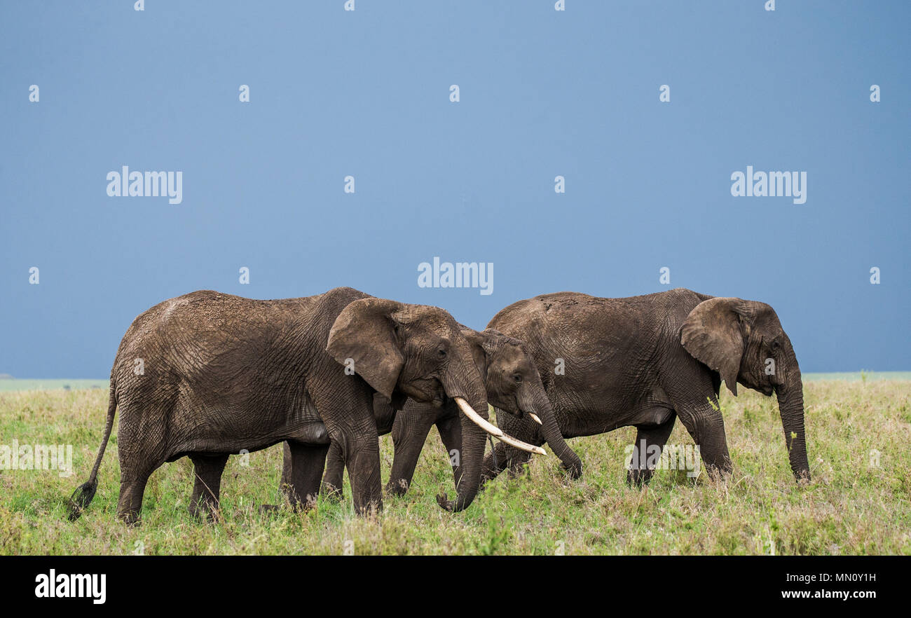 Gruppe Elefanten in der Savanne. Afrika. Tansania. Serengeti National Park. Stockfoto