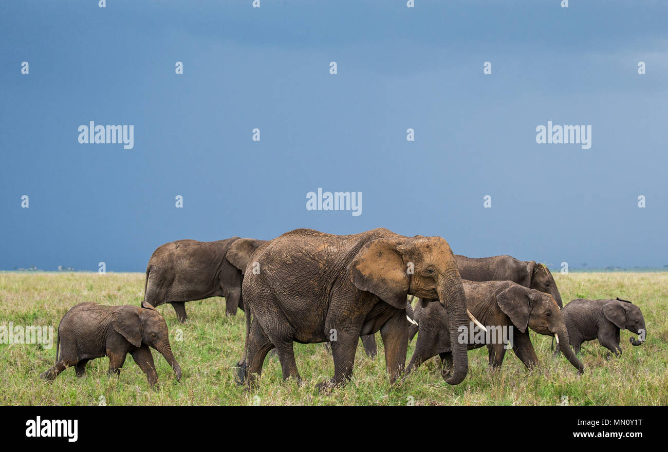 Gruppe Elefanten in der Savanne. Afrika. Tansania. Serengeti National Park. Stockfoto