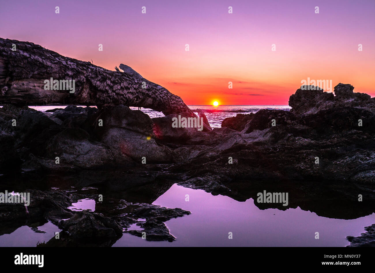 Schönen roten Sonnenuntergang an der Küste von Korsika mit einem Baum und Felsen im Vordergrund. Stockfoto