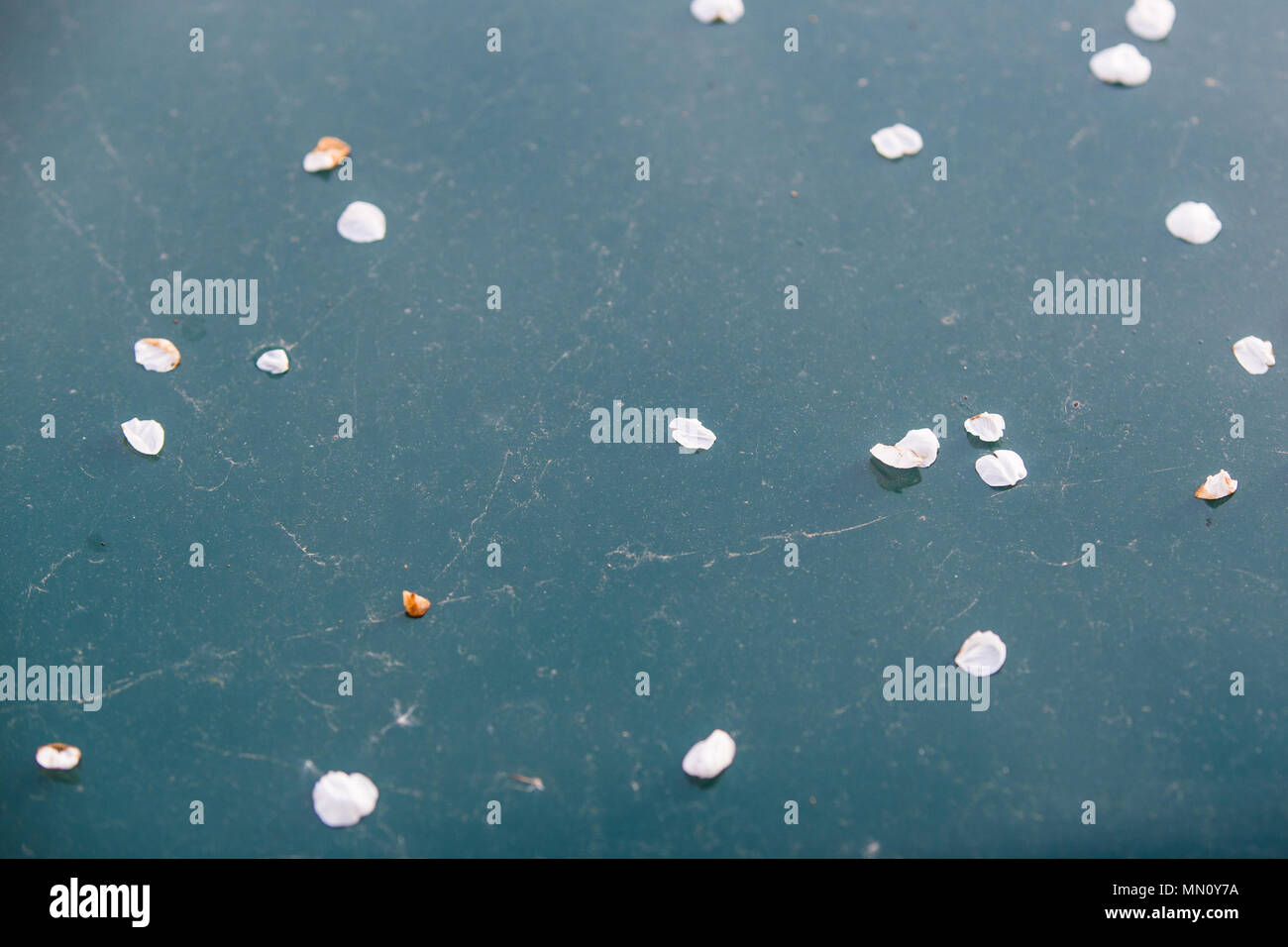 Weiße Blütenblätter auf grün Metall oberfläche. Zusammenfassung Hintergrund. Stockfoto
