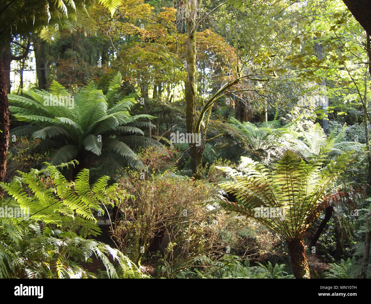 Baumartige Farne und andere tropische Pflanzen im Botanischen Garten