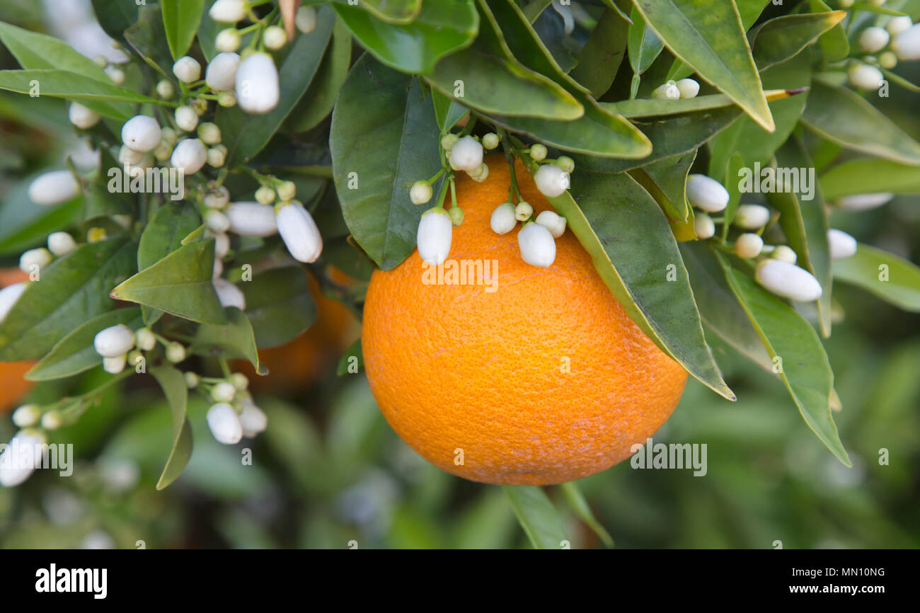 Nahaufnahme der Cutter nucellar Valencia orange Blüte, Niederlassungen, 'Citrus sinensis" mit reifen Früchten. Stockfoto