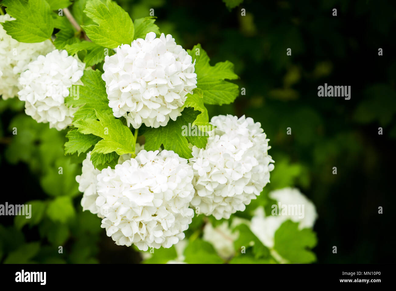 Weiße Blumen und grüne Blätter Stockfoto