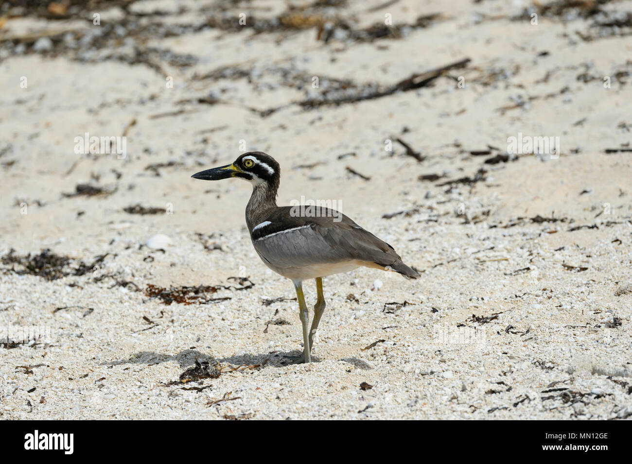 Strand Stein - Curlew (Esacus neglectus oder Esacus Magnirostris oder Esacus giganteus), Green Island, Great Barrier Reef, Far North Queensland, Australien Stockfoto