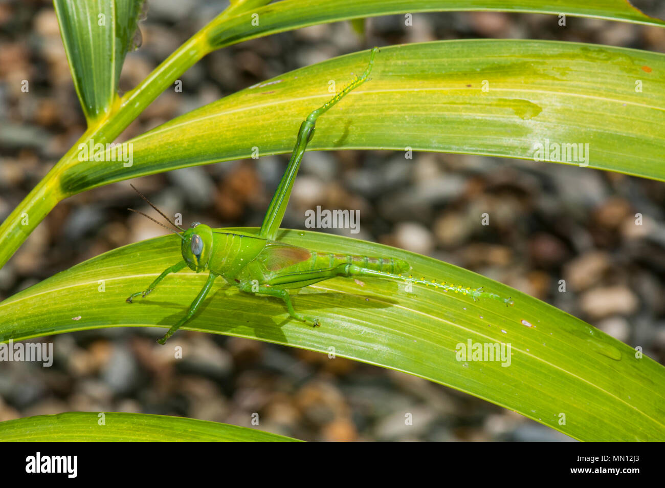 Nymphe Riese Grasshopper (Valanga irregularis) Ernährung auf Laub, Far North Queensland, FNQ, QLD, Australien Stockfoto