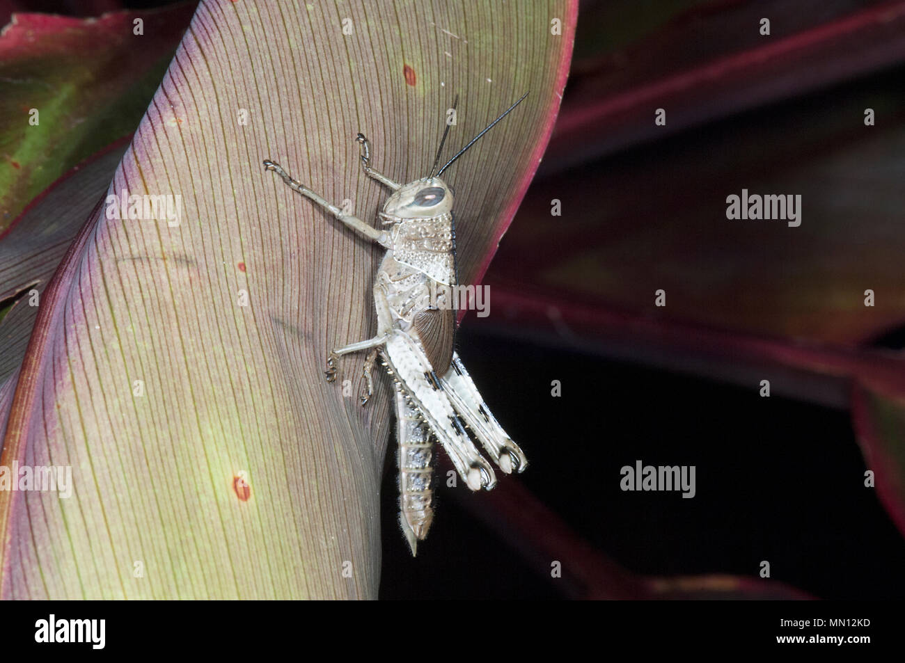 Grasshopper hängend auf Laub, Far North Queensland, FNQ, QLD, Australien Stockfoto