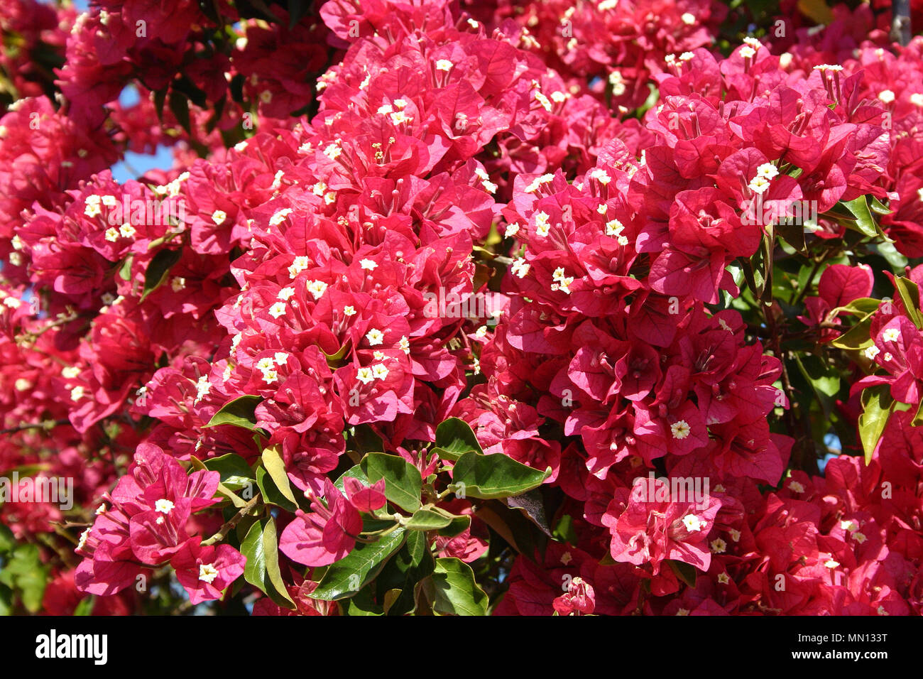 ROTE BOUGAINVILLEA BLUMEN, NEW SOUTH WALES, AUSTRALIEN. Stockfoto