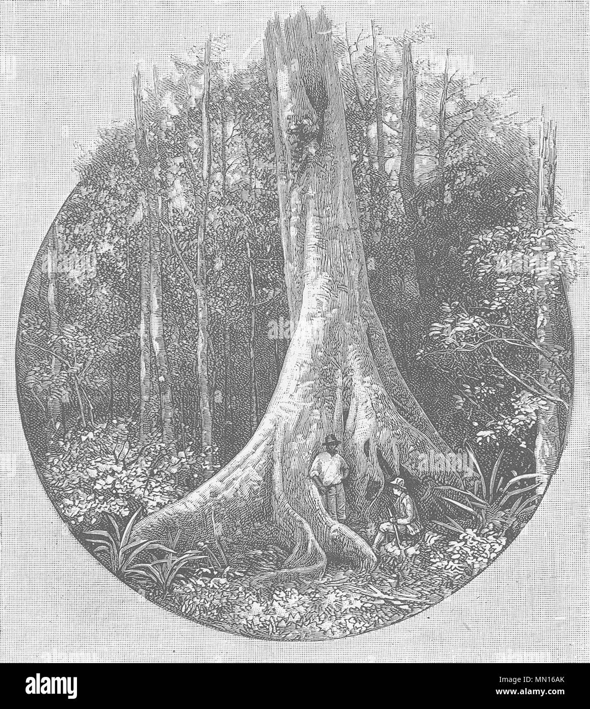 Australien. West. Queensland. Riesigen Feigenbaum Southport 1890 alten, antiken Drucken Stockfoto