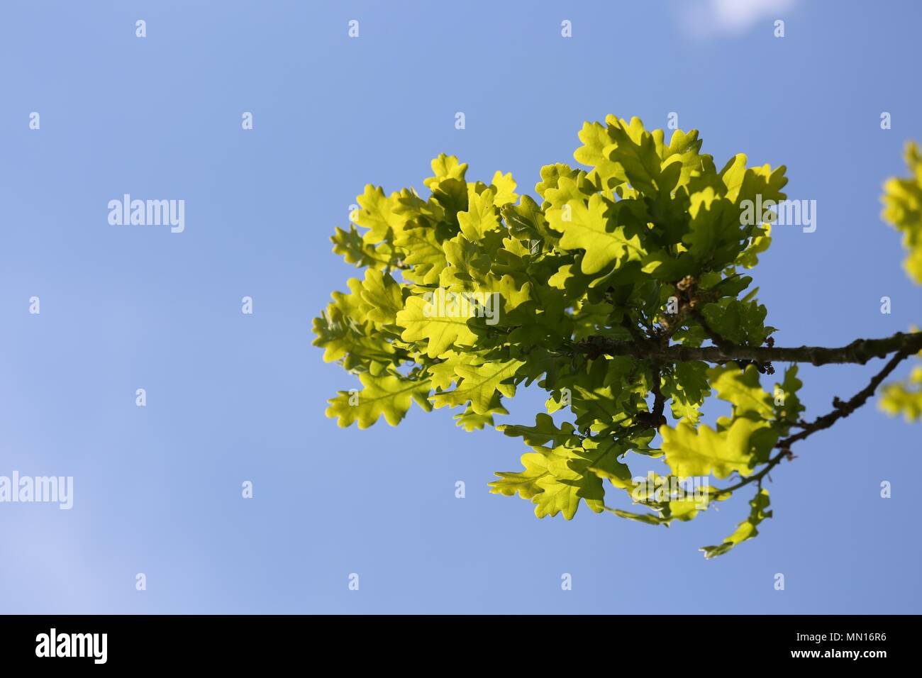 Eiche Zweige und Blätter gegen den blauen Himmel Hintergrund Stockfoto