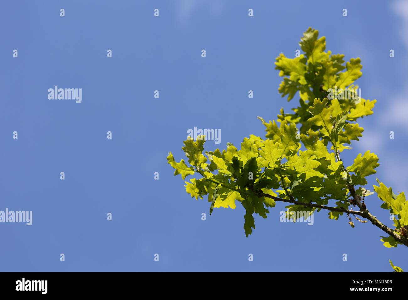 Eiche Zweige und Blätter gegen den blauen Himmel Hintergrund Stockfoto