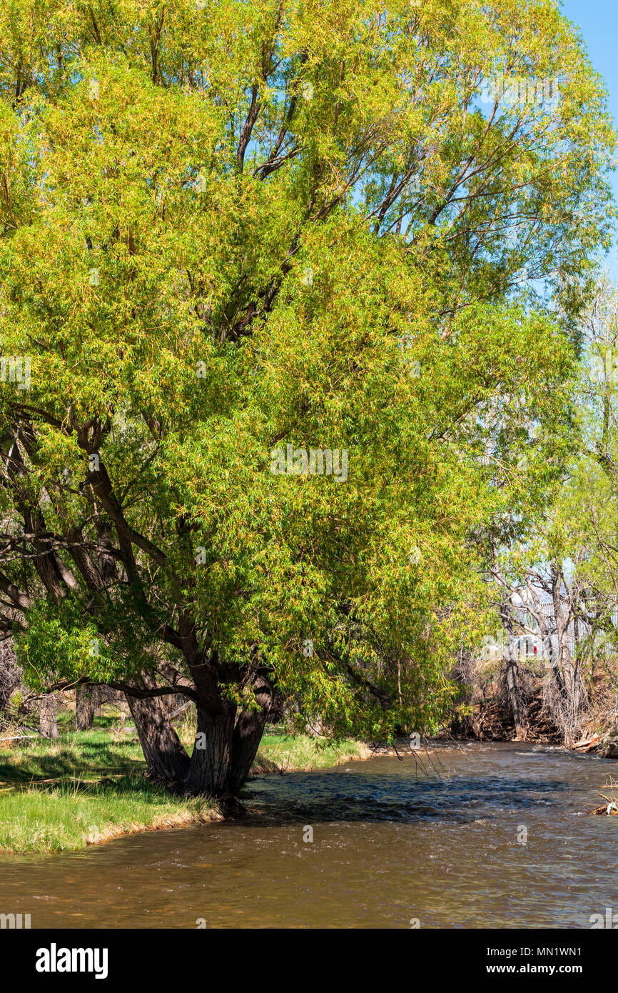 Alte Pappel (Populus canescens) in frischen Frühling grün Blüte; Wenig; Vandaveer Arkansas River Ranch; Salida, Colorado, USA Stockfoto