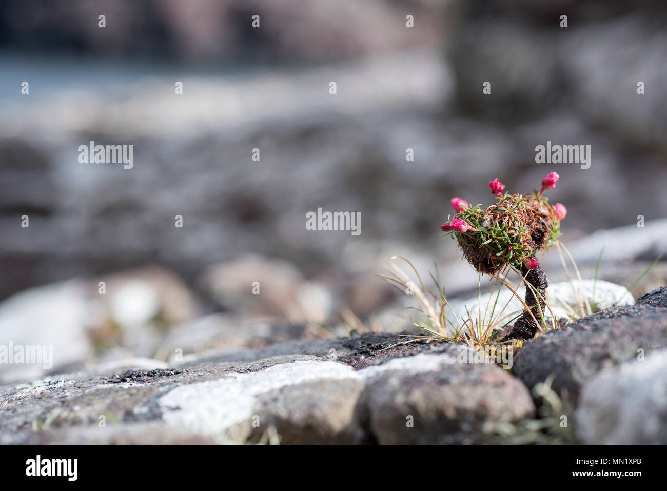 Sparsamkeit oder Meer normalerweise rosa Formen niedriger Hängematten, hier Sparsamkeit auf einem Schaft angehoben wird, als wenn eine Miniatur Bonsai. Stockfoto