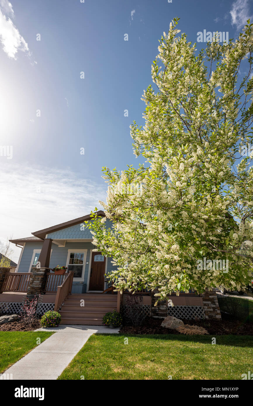 Western chokecherry Baum in voller weißer Frühling blühen; Caftsman Stil Home; Salida, Colorado, USA Stockfoto